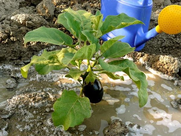  L'arrosage des aubergines et des concombres se fait avec de l'eau exceptionnellement chaude.