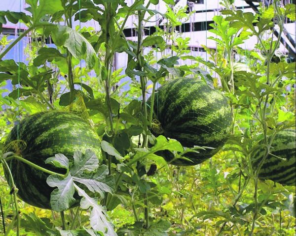  Les pastèques sont des voisins parfaits pour les aubergines