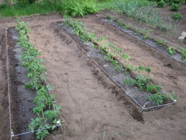  Κήπος με ζάχαρη Bison με ντομάτες
