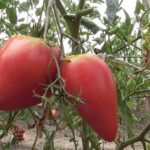  Tomato rumah hijau polikarbonat yang paling tinggi menghasilkan