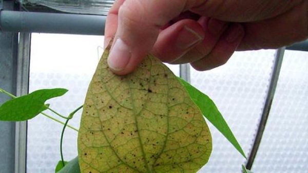  Tétranyque sur une plante d'intérieur