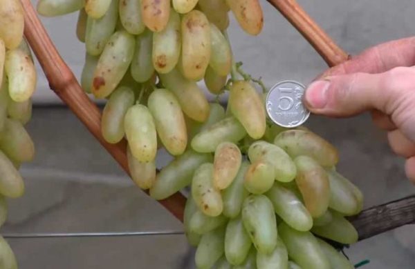  As uvas de Lady são cultivadas para consumo fresco, bem como matérias-primas para a produção de passas de primeira classe.