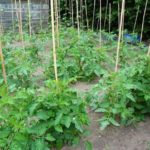  The advantages of growing tall tomatoes