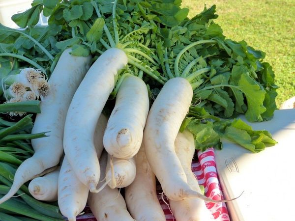  Selon la variété, les fruits de daikon peuvent être de formes et de poids différents.