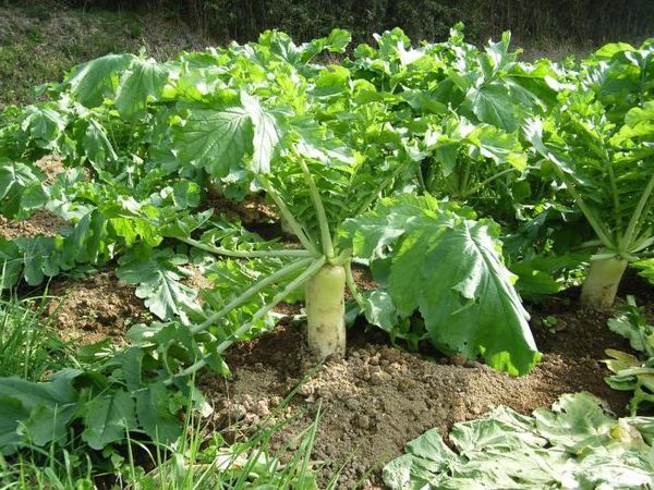  Daikon se développe bien dans un environnement neutre ou faiblement acide.