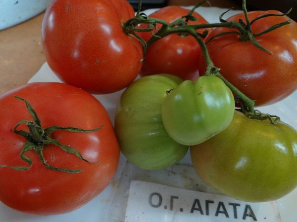  Die meisten Gärtner sprechen positiv von Tomate Agata