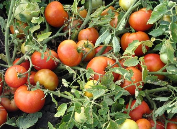  Agata Tomato Variety