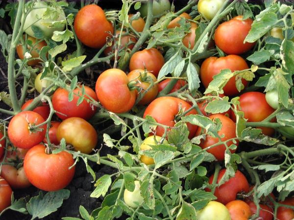  Agata Tomat Variety