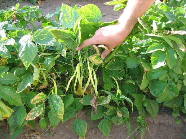  Soins et plantation de haricots en plein champ