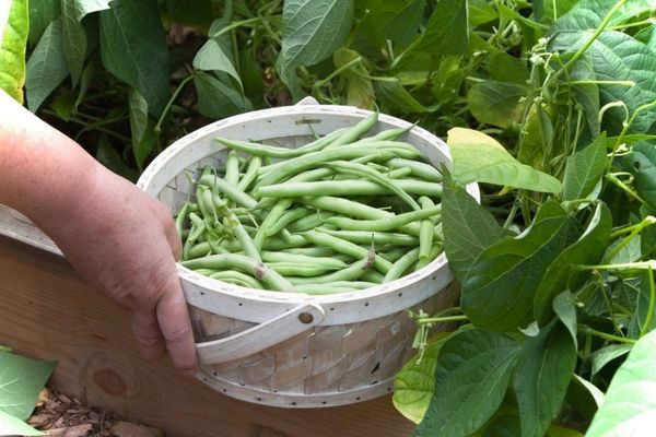  Harvest time depends on the type of crop