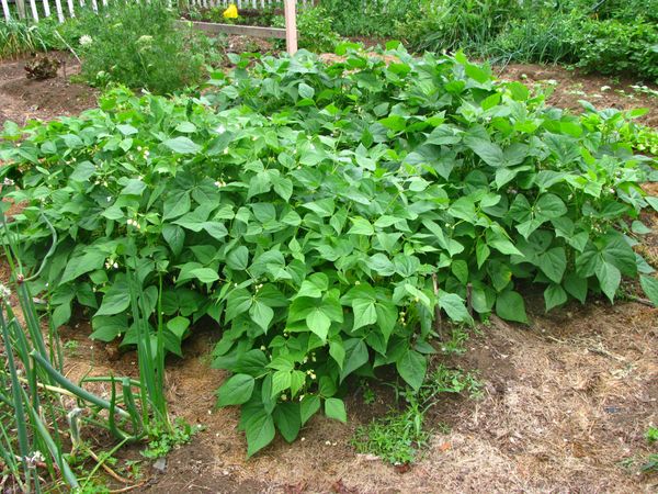  Các giống đậu phun cần được gieo trong đất vào đầu tháng 7