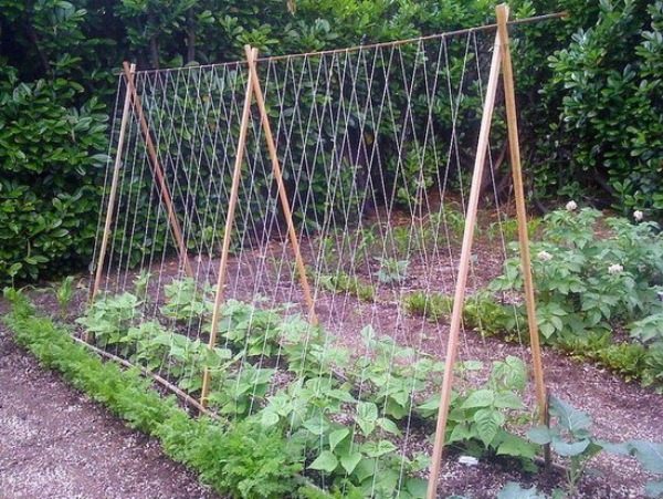  Rope trellis for curling asparagus beans