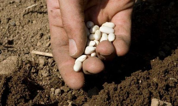  When planting beans, 5-6 seeds are dipped into each well.