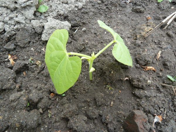  Beans like water, so you should not allow the soil to dry