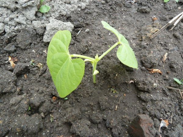  Fagioli come l'acqua, quindi non devi permettere che il terreno si asciughi