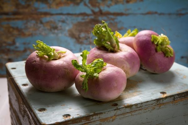  Récolte de racines de rutabaga