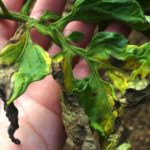  Why are leaves curling or late blight tomato?