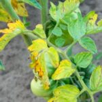  Fusarium alt yapraklardan başlayarak domates üzerine yayılır