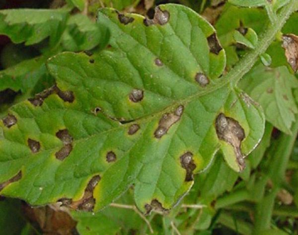  Brown spot on the leaves of tomato