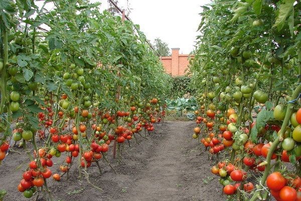  طماطم طويلة للحصول على أرض مفتوحة