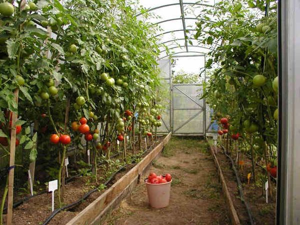  Variedades de tomate com efeito de estufa