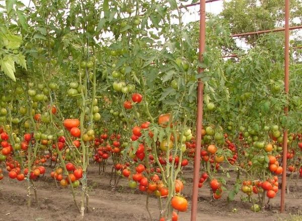  الطماطم لفتح في روسيا البيضاء