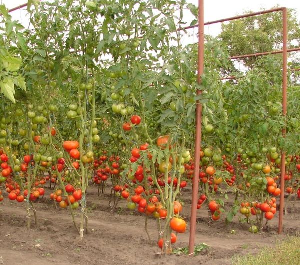  Pomodori per terra aperta in Bielorussia