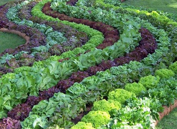  Feuille de salade