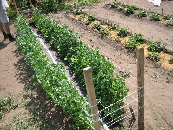  Les pois à semer poussent bien dans les endroits bien éclairés