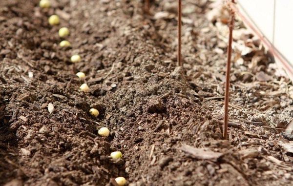  Les pois peuvent être plantés au printemps dès que le sol se réchauffe