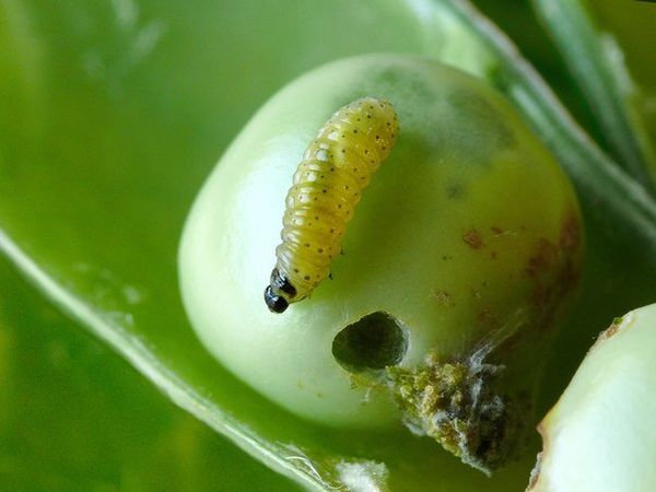  La teigne des pois est le pire ennemi des pois