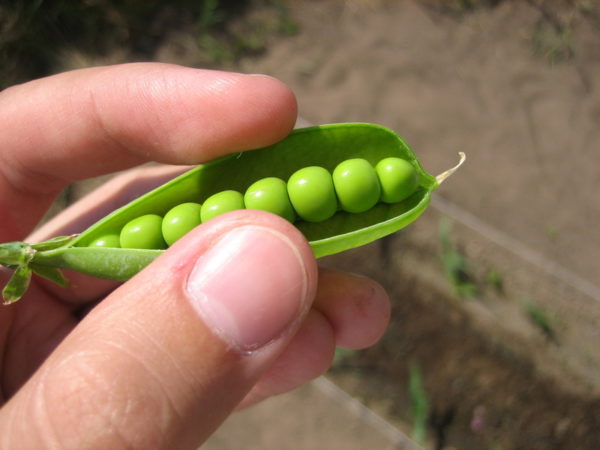  Les pois verts en conserve frais peuvent consommer jusqu'à 200 grammes. par jour