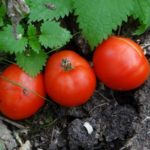  Tomatoes suitable for the Leningrad region