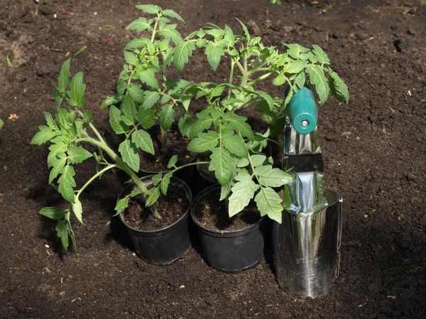  Plantarea răsadurilor de tomate în seră se face la vârsta de 55-60 de zile