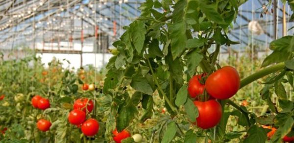  زراعة قبعة momatakh الطماطم في بيئة صناعية