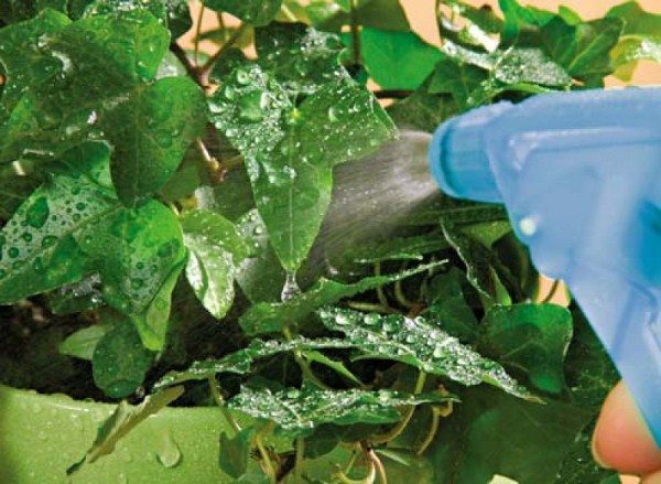  Pulverizarea plantelor de apartament cu fitosporina va ajuta la eliminarea microflorei periculoase și la creșterea imunității plantelor.