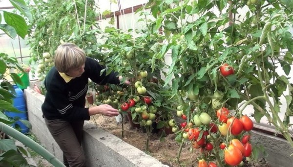  Îngrijirea tomatelor