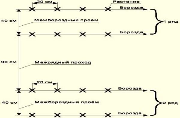  Схемата за засаждане на краставици в оранжерията