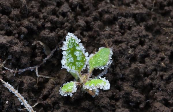  Plántulas de repollo en hielo