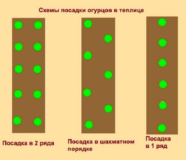  O varietate de scheme de plantare a castravetilor