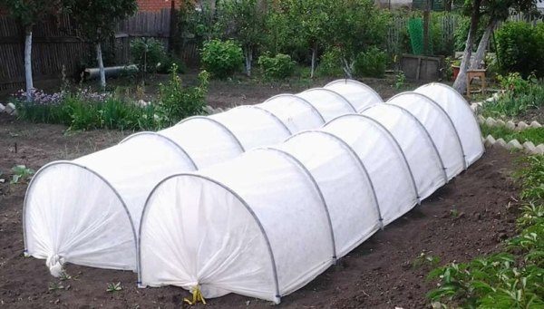  Greenhouses protect cabbage seedlings from late frosts