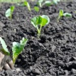  Plantación de plántulas de col en campo abierto