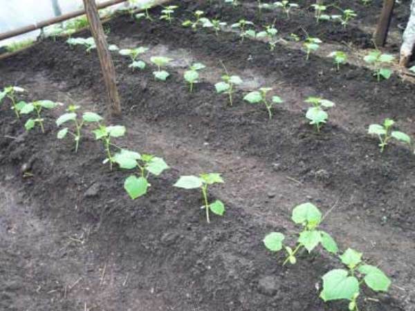  Single row planting cucumbers
