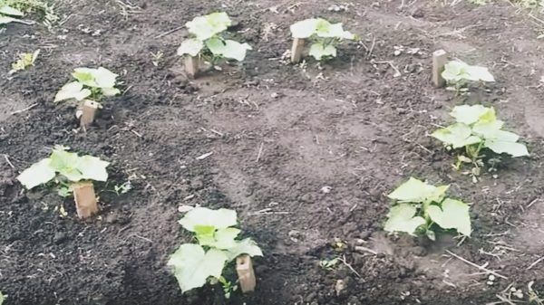  Planting cucumbers in warm beds in a circle