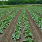  Growing cabbage in the open field in paired rows