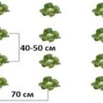  The scheme of single row cabbage