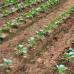  Growing cabbage in one row