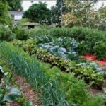 Growing cabbage with other vegetables
