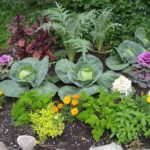  The scheme of compacted planting cabbage with other cultures