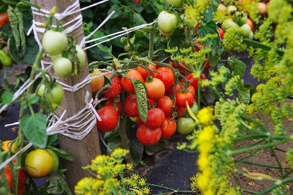  Plantación de tomates en campo abierto.